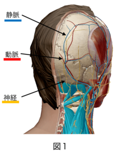 頭痛の原因頭部